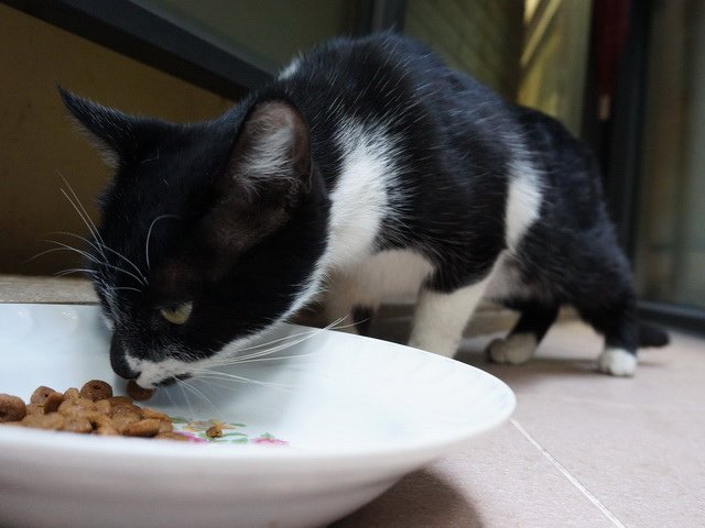 貓咪食客～23
