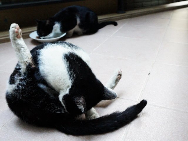 貓咪食客～23