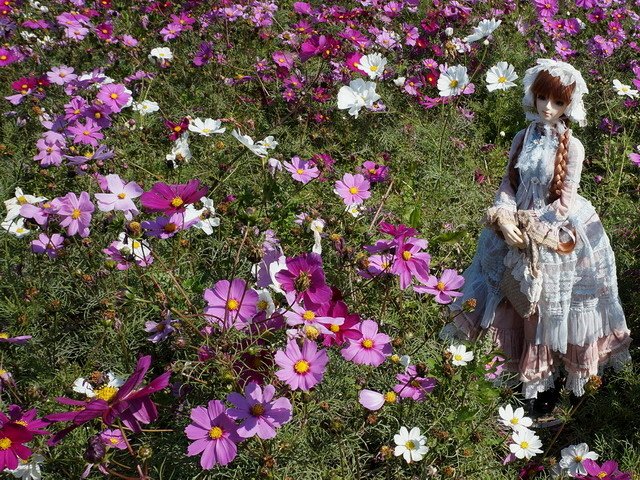 波斯菊花田中的少女