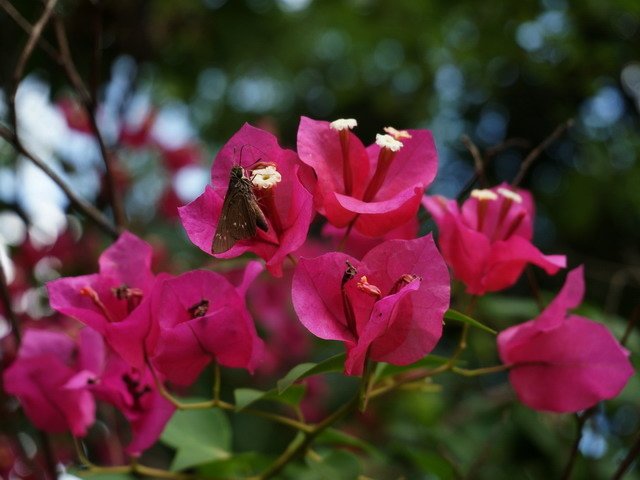 蝶戀花