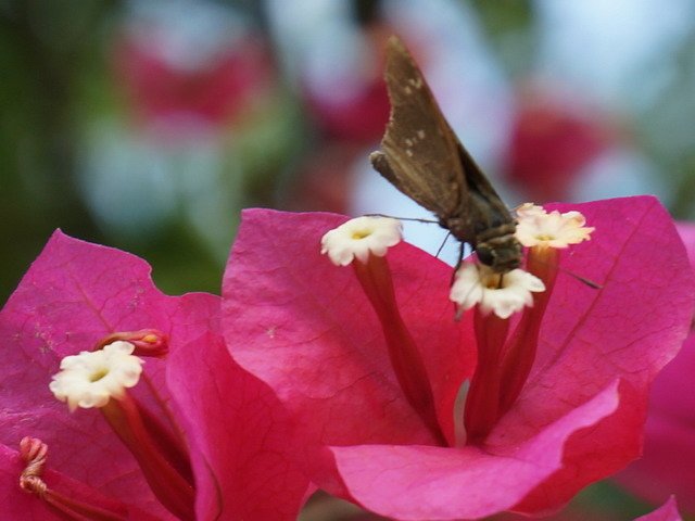 蝶戀花
