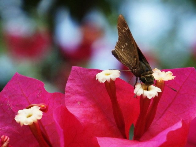 蝶戀花