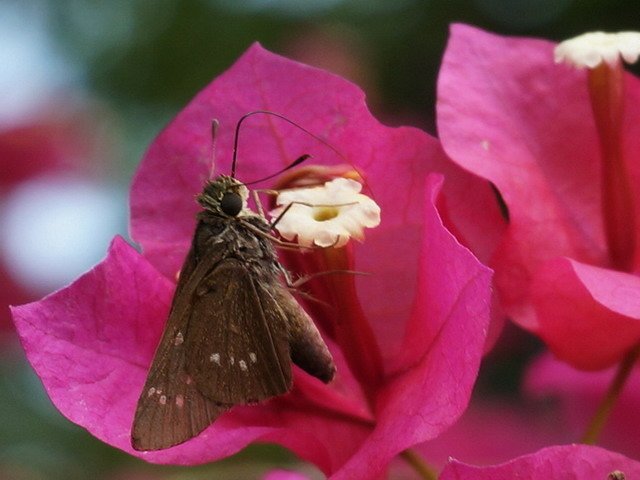 蝶戀花