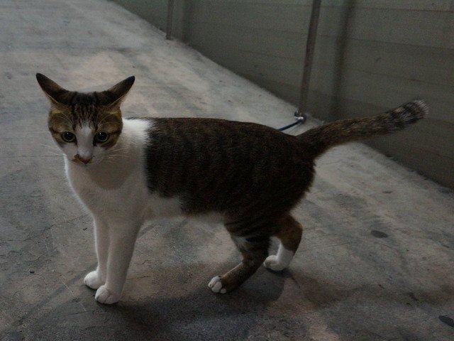 131226釣蝦場店貓 (8).jpg