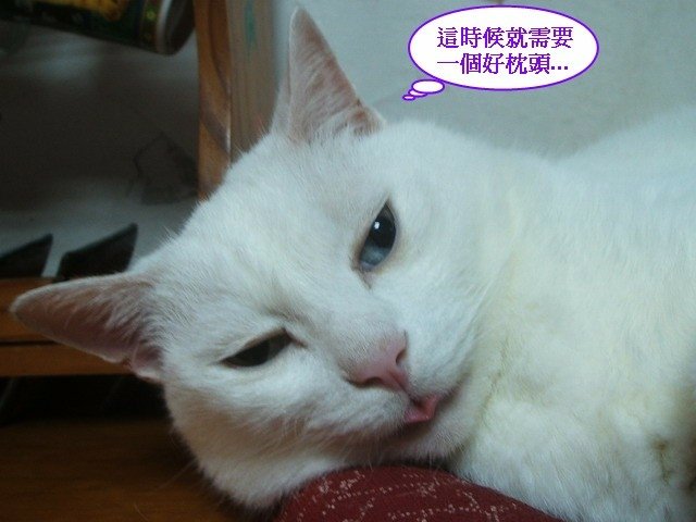 波波的好枕頭