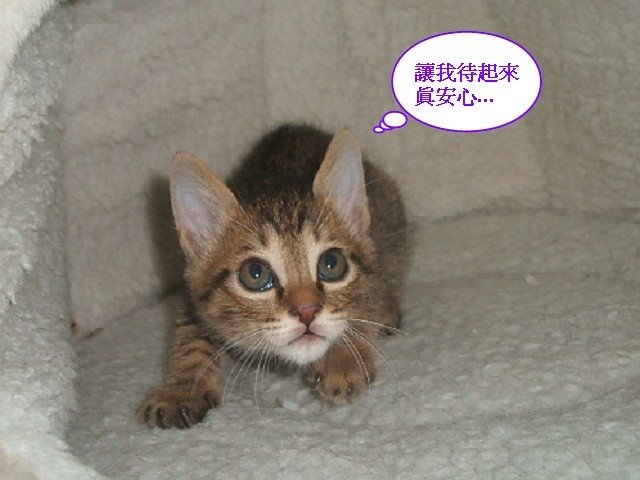 膽小尼尼長很大