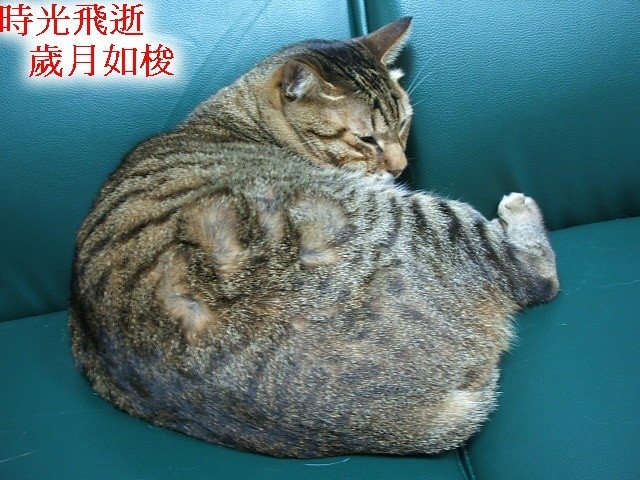 膽小尼尼長很大