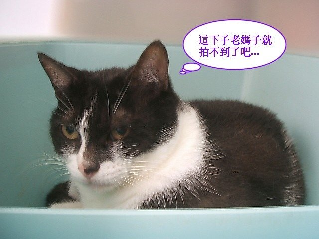 蜜蜜被跟拍