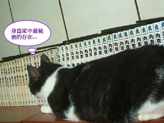 蜜蜜被跟拍