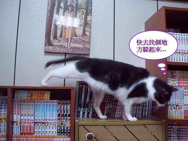 蜜蜜被跟拍