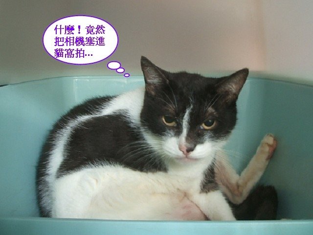 蜜蜜被跟拍