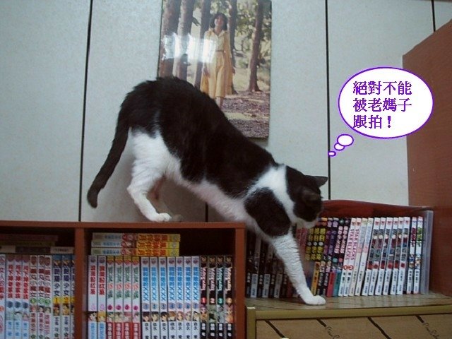 蜜蜜被跟拍