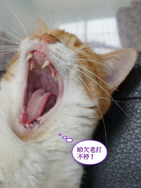 妹妹的睡覺好去處