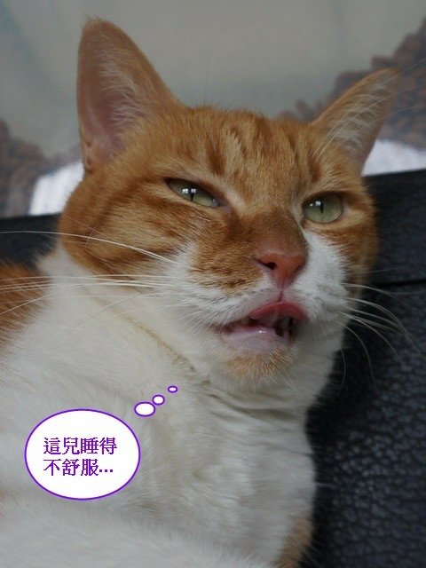妹妹的睡覺好去處