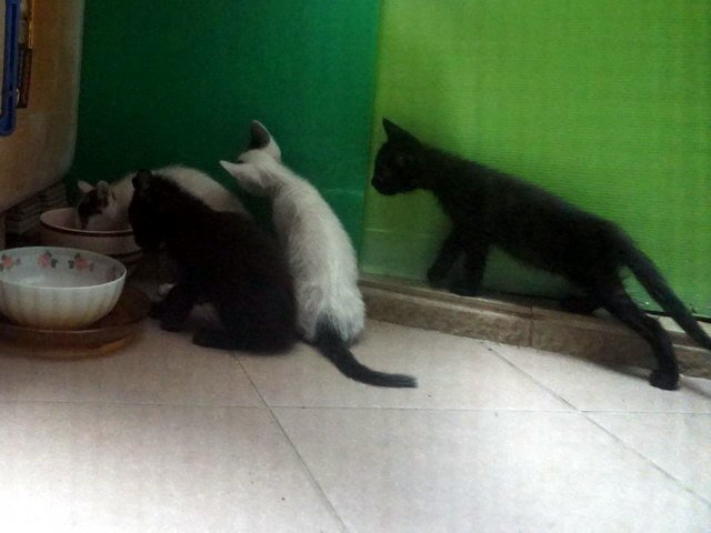 貓咪食客～46