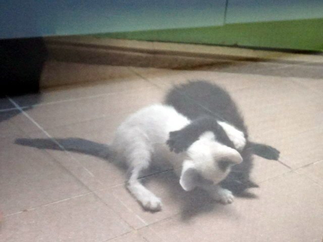 貓咪食客～46