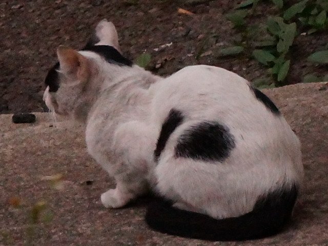 偶遇貓三枚