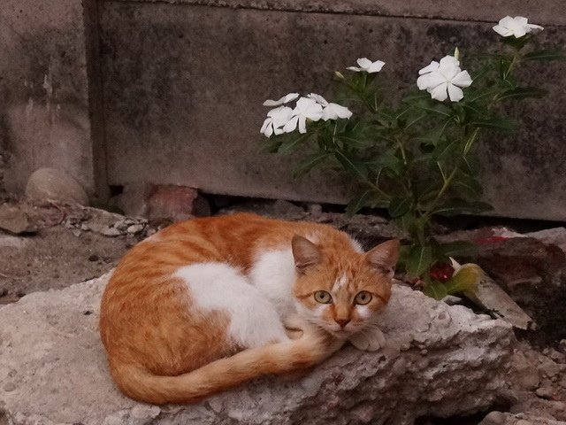 偶遇貓三枚