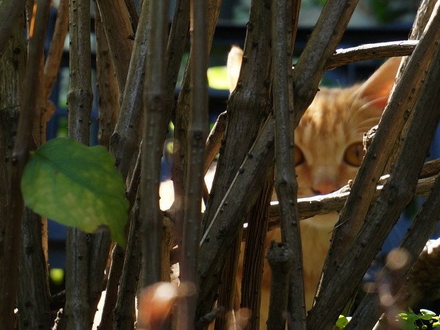 141225潭雅神花市店貓 (18).jpg
