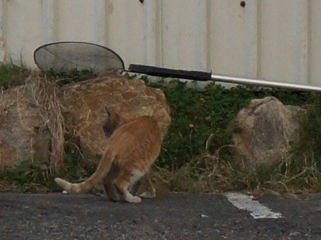 150109喵星人路過 被飯店人員追打 (6).jpg