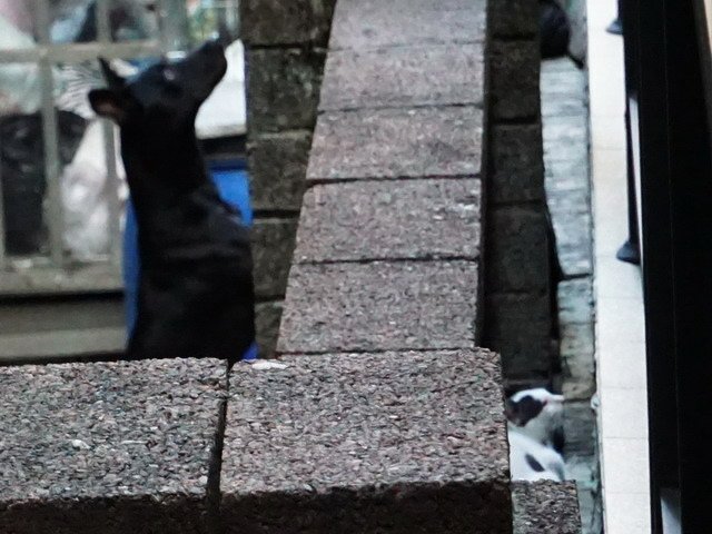 貓咪食客～52