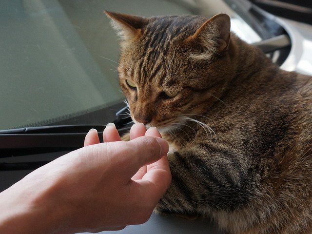 車上休憩的喵星人