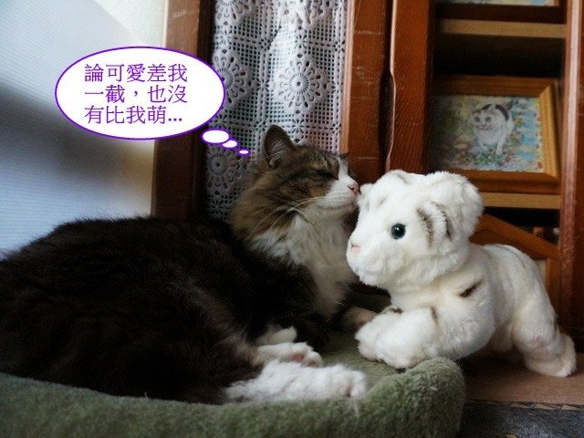 貓窩新夥伴