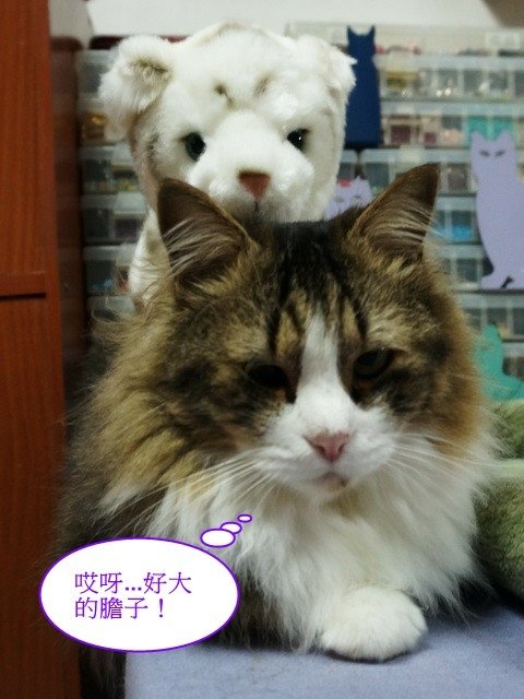 貓窩新夥伴