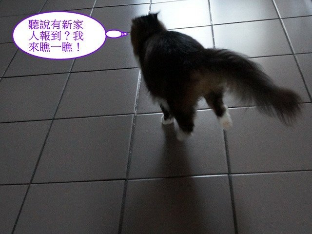 貓窩新夥伴
