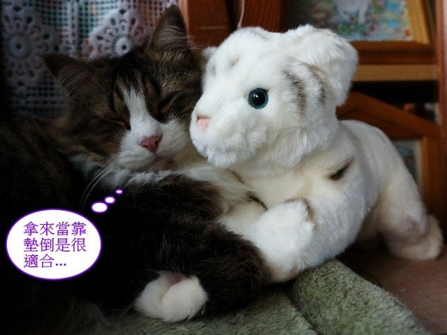 貓窩新夥伴