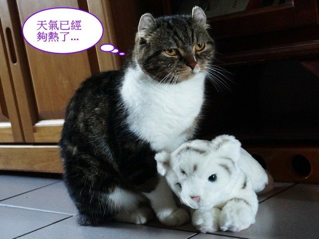 貓窩新夥伴
