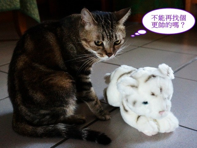 貓窩新夥伴