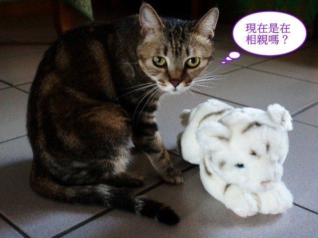 貓窩新夥伴