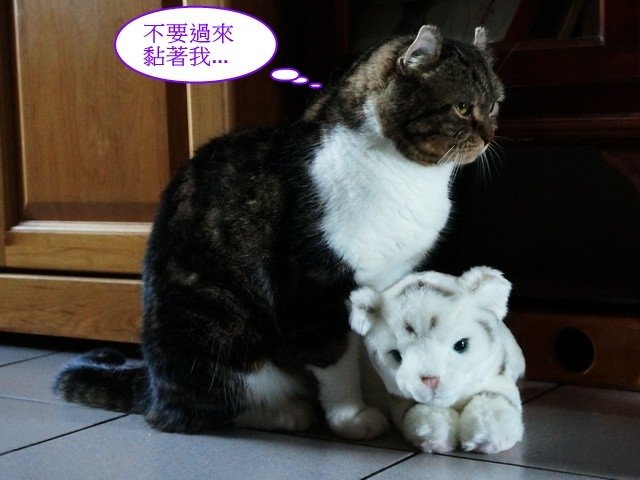 貓窩新夥伴