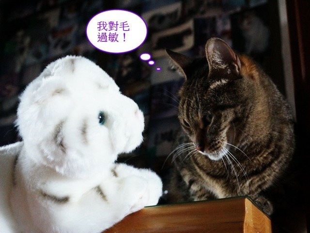 貓窩新夥伴