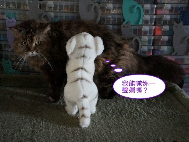 貓窩新夥伴