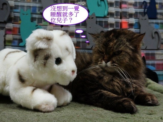 貓窩新夥伴