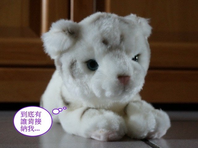 貓窩新夥伴