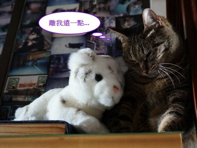 貓窩新夥伴
