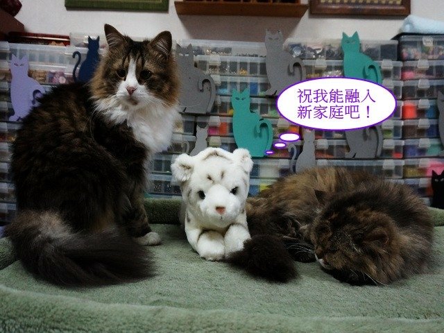 貓窩新夥伴
