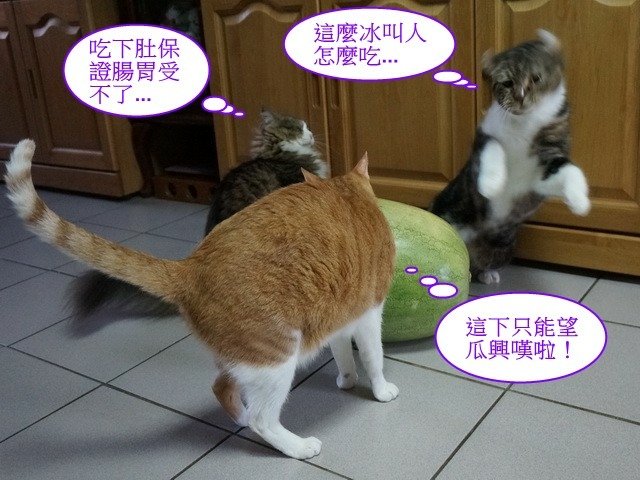 夏天就要冰西瓜