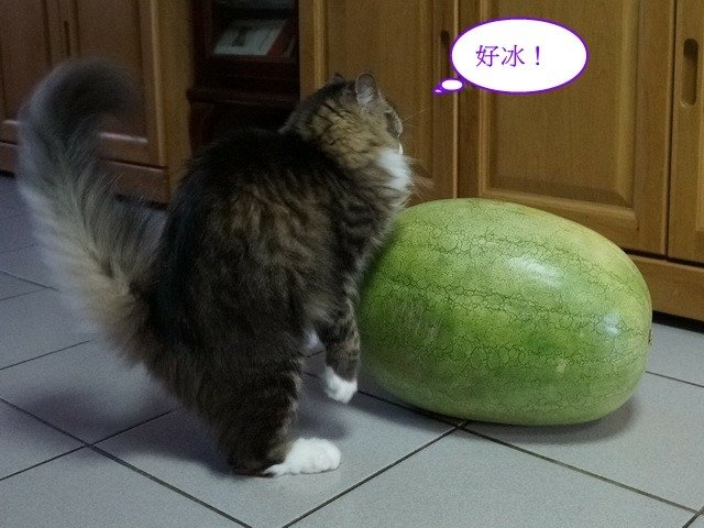 夏天就要冰西瓜