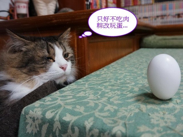 端午佳節大家來玩蛋