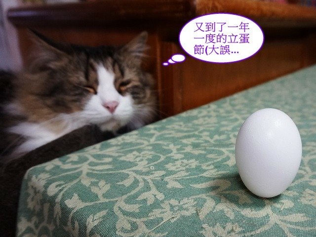 端午佳節大家來玩蛋