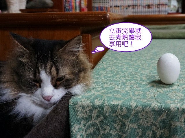端午佳節大家來玩蛋