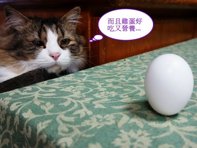 端午佳節大家來玩蛋
