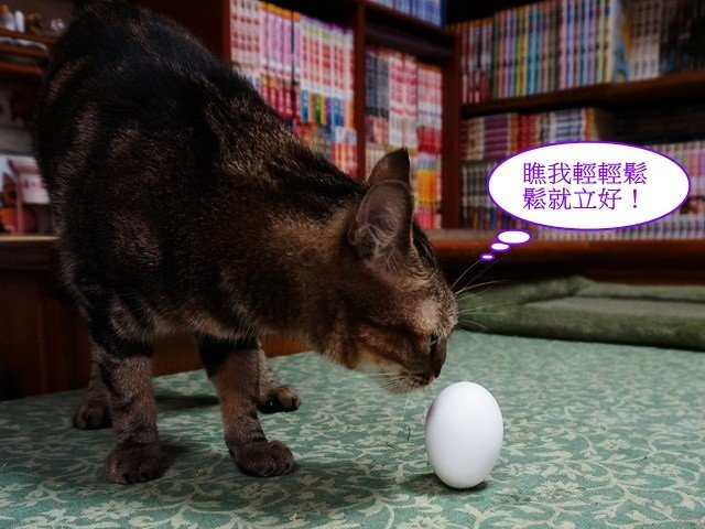 端午佳節大家來玩蛋