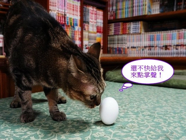 端午佳節大家來玩蛋
