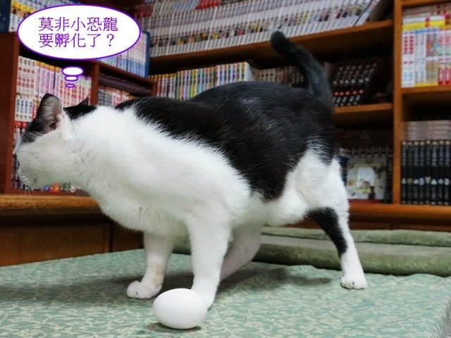 端午佳節大家來玩蛋
