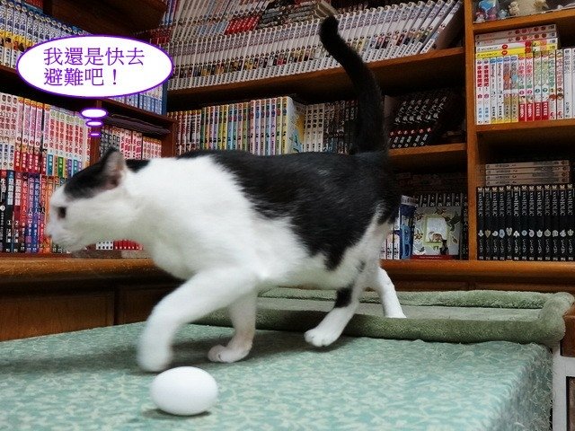 端午佳節大家來玩蛋